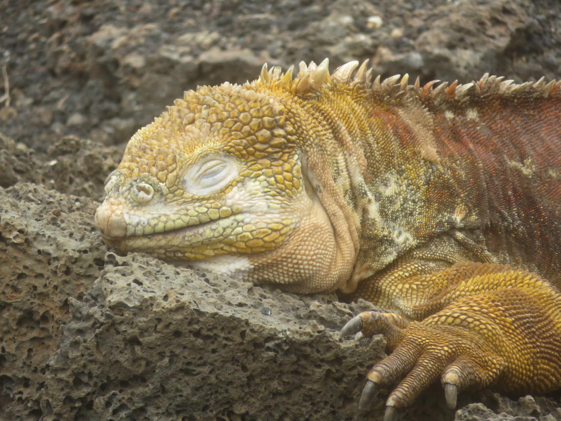 Wildlife such as land iguanas, sea lions, pelicans, and large tortoises were a constant reminder of the regions' rich biodiversity. 