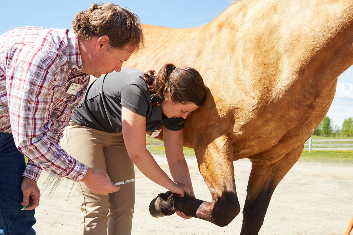 Mike Scott oversees a student conducting a lameness exam on a horse during a 4th-year horse health rotation at Tsuut'ina Nation.