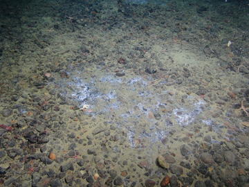 Underwater image of marine life