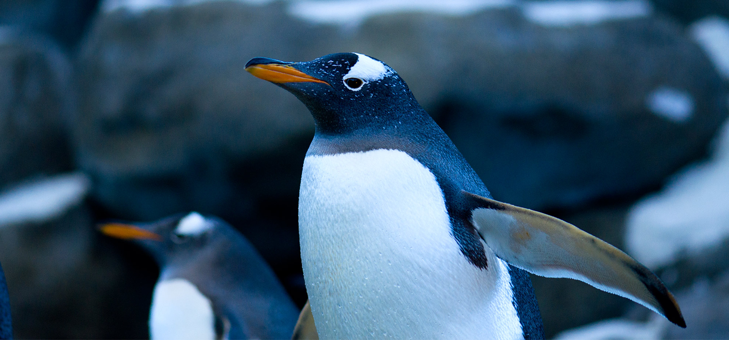 Penguins at the Calgary Zoo