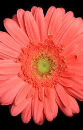 pink gerbera daisy