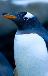 Penguins at the Calgary Zoo