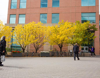 Three people walk in the courtyard outside Murray Fraser Hall on a fall day. The trees in front of the building are decked out with yellow leaves.